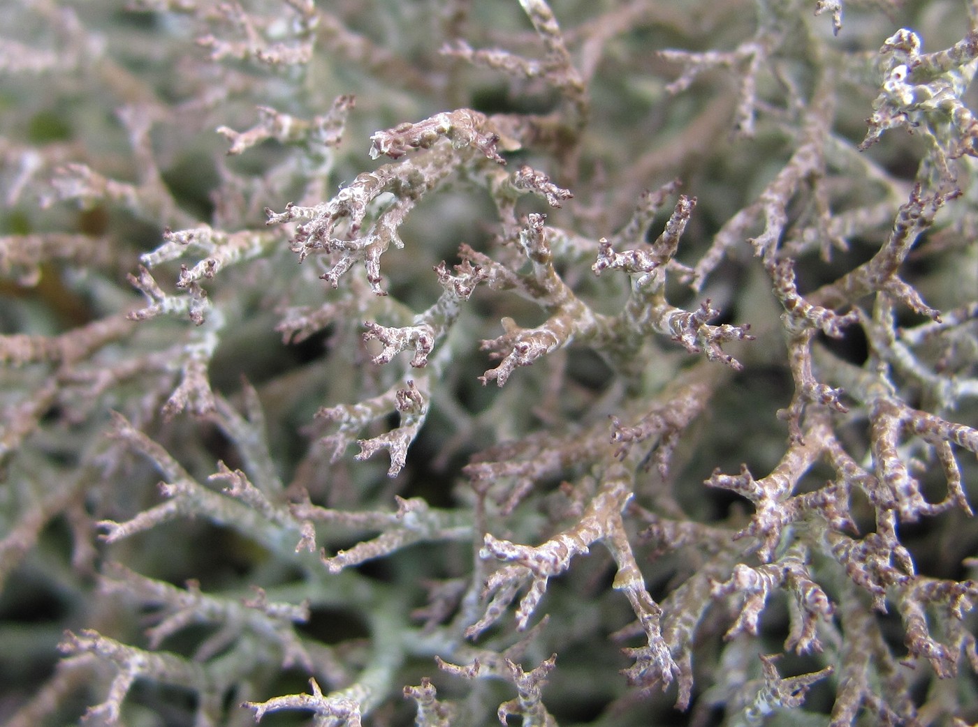 Image of Cladonia rangiformis specimen.