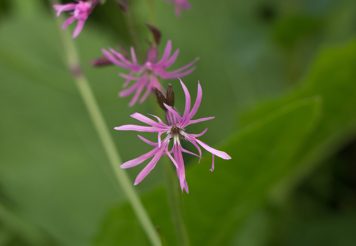 Изображение особи Coccyganthe flos-cuculi.