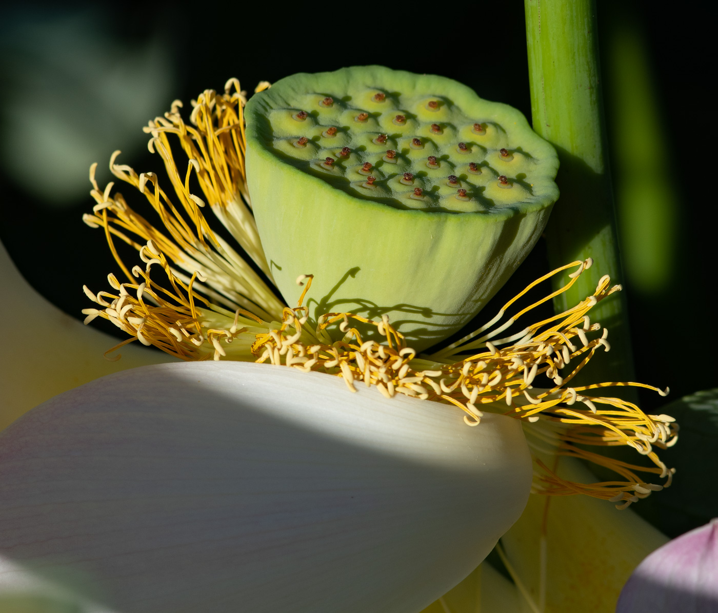 Изображение особи Nelumbo nucifera.