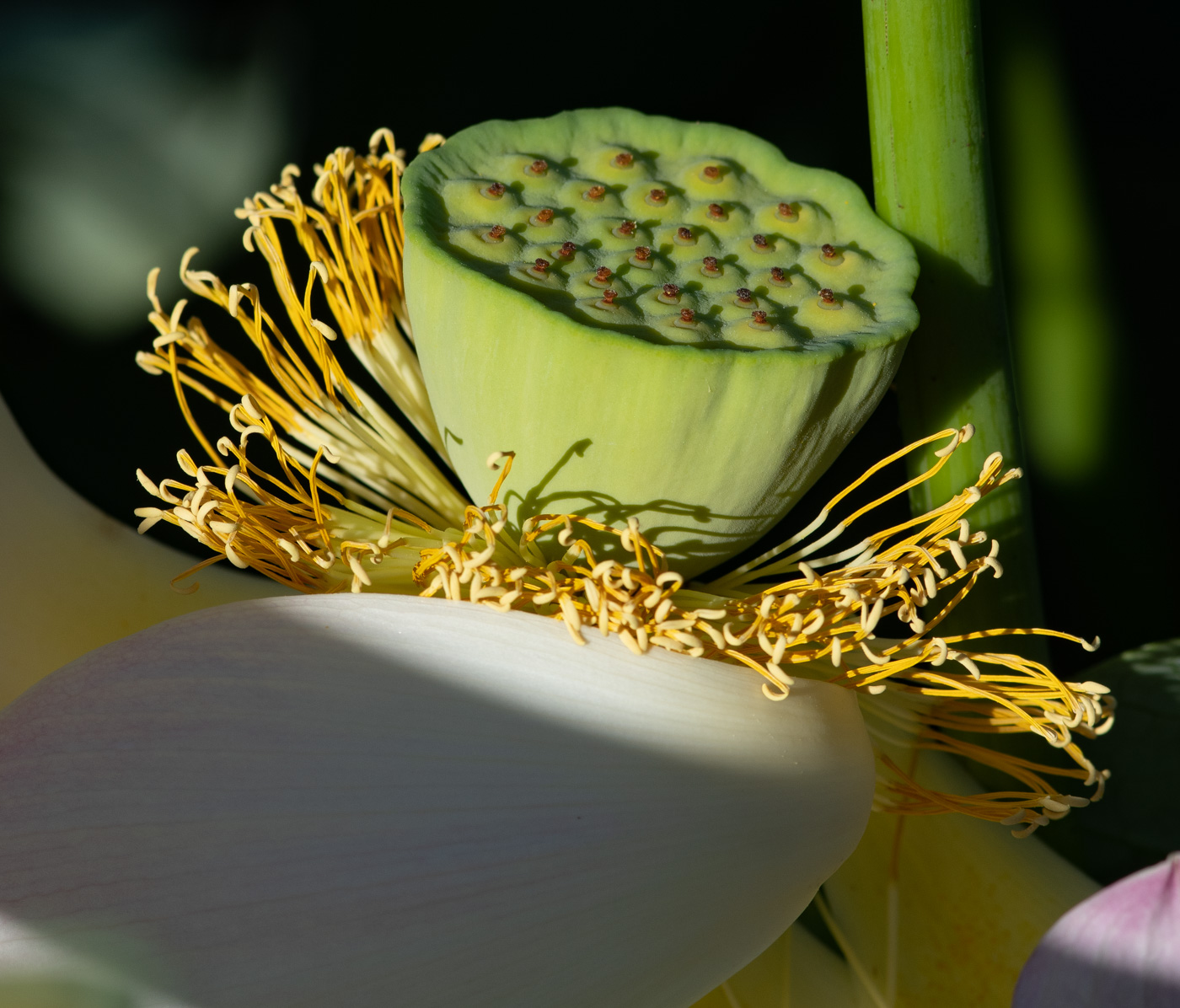 Image of Nelumbo nucifera specimen.