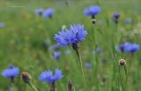 Реферат: Волошка синя - Centaurea cyanus L