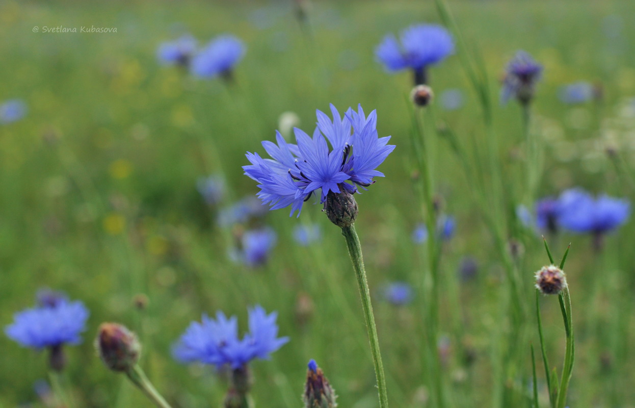 Image of Centaurea cyanus specimen.