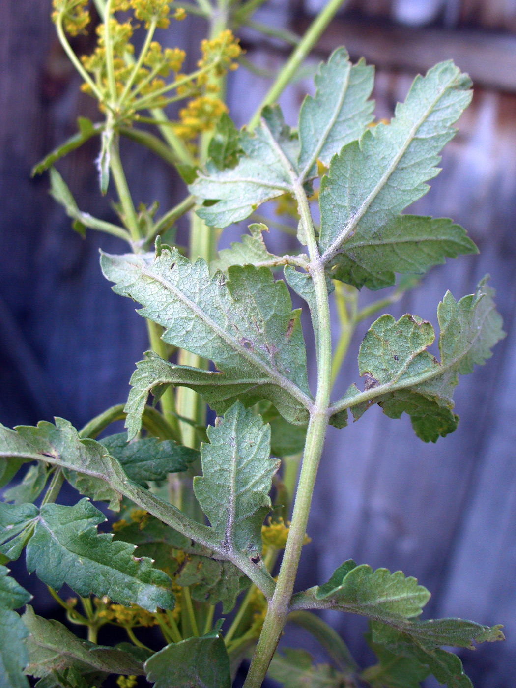 Изображение особи Pastinaca sylvestris.