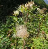 Cirsium obvallatum. Верхушка плодоносящего растения. Карачаево-Черкесия, Домбай, долина р. Домбай-Ульген, луг. 30.08.2019.