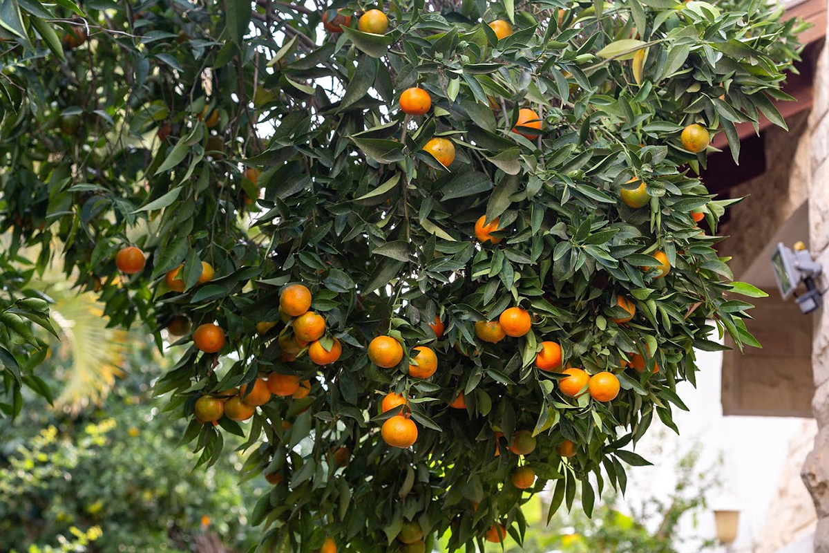 Изображение особи Citrus reticulata.