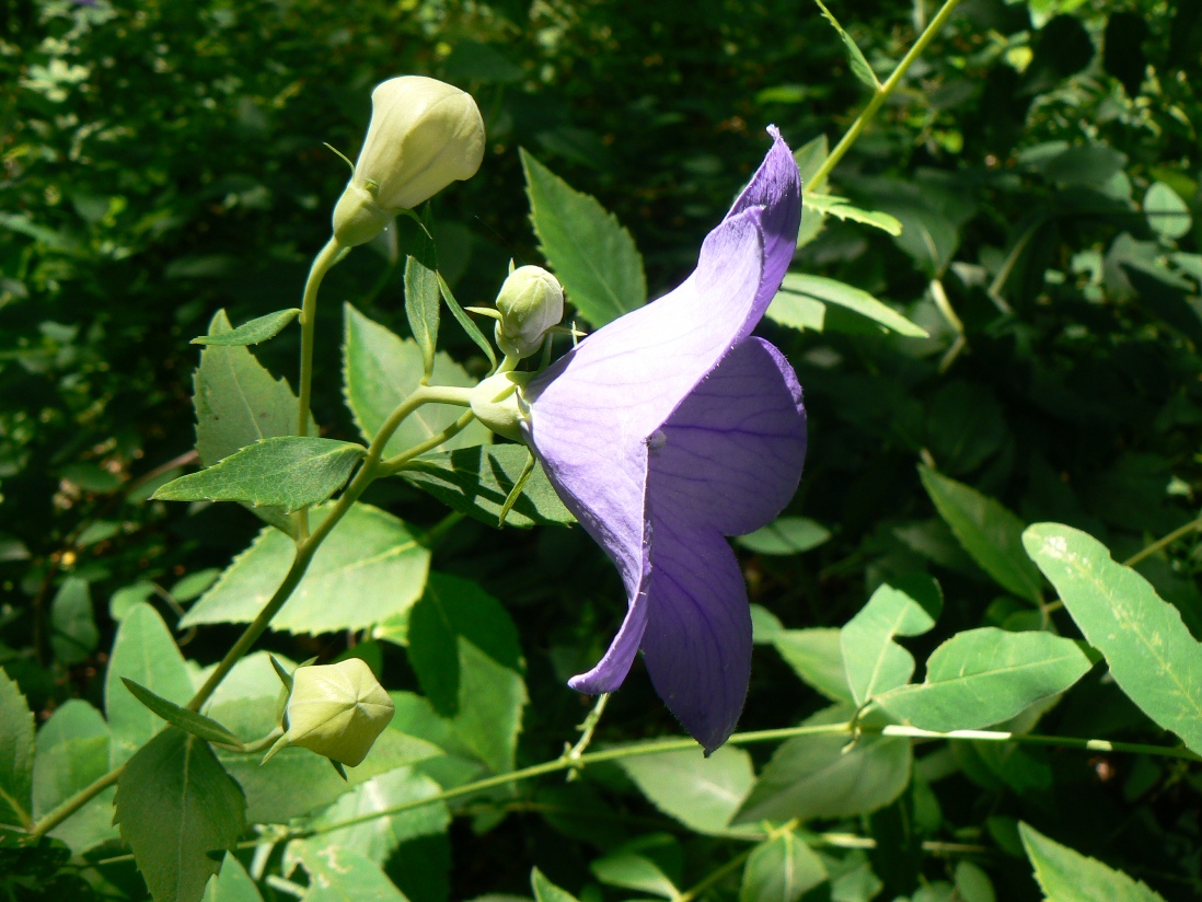 Image of Platycodon grandiflorus specimen.