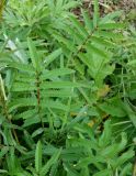 Sanguisorba tenuifolia