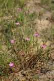 Dianthus deltoides