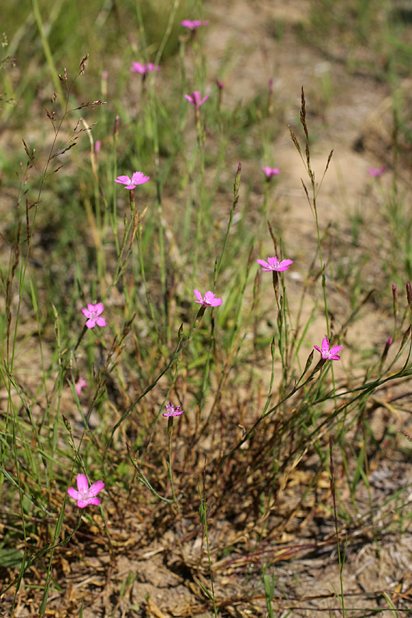 Изображение особи Dianthus deltoides.