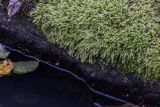 Calliergonella lindbergii