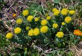 Rhodiola rosea. Цветущие растения. Алтай, Кош-Агачский р-н, долина р. Аккаллу-Озек, ≈ 2800 м н.у.м., горная тундра. 17.06.2019.