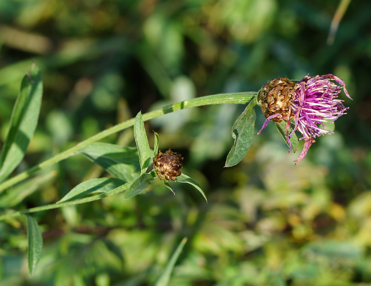 Изображение особи Centaurea jacea.