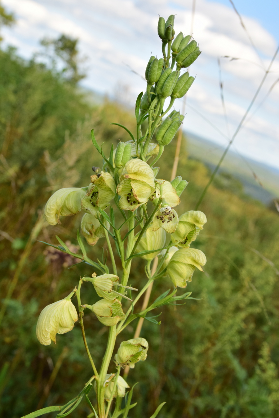 Изображение особи Aconitum coreanum.