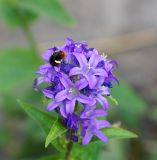 Campanula glomerata