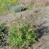 Sonchus tenerrimus