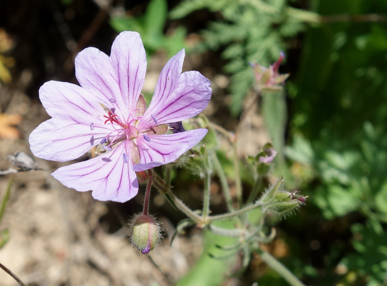 Изображение особи Geranium transversale.