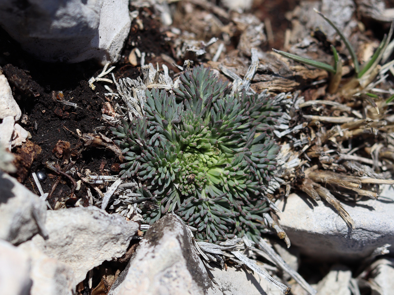 Image of Seseli lehmannii specimen.