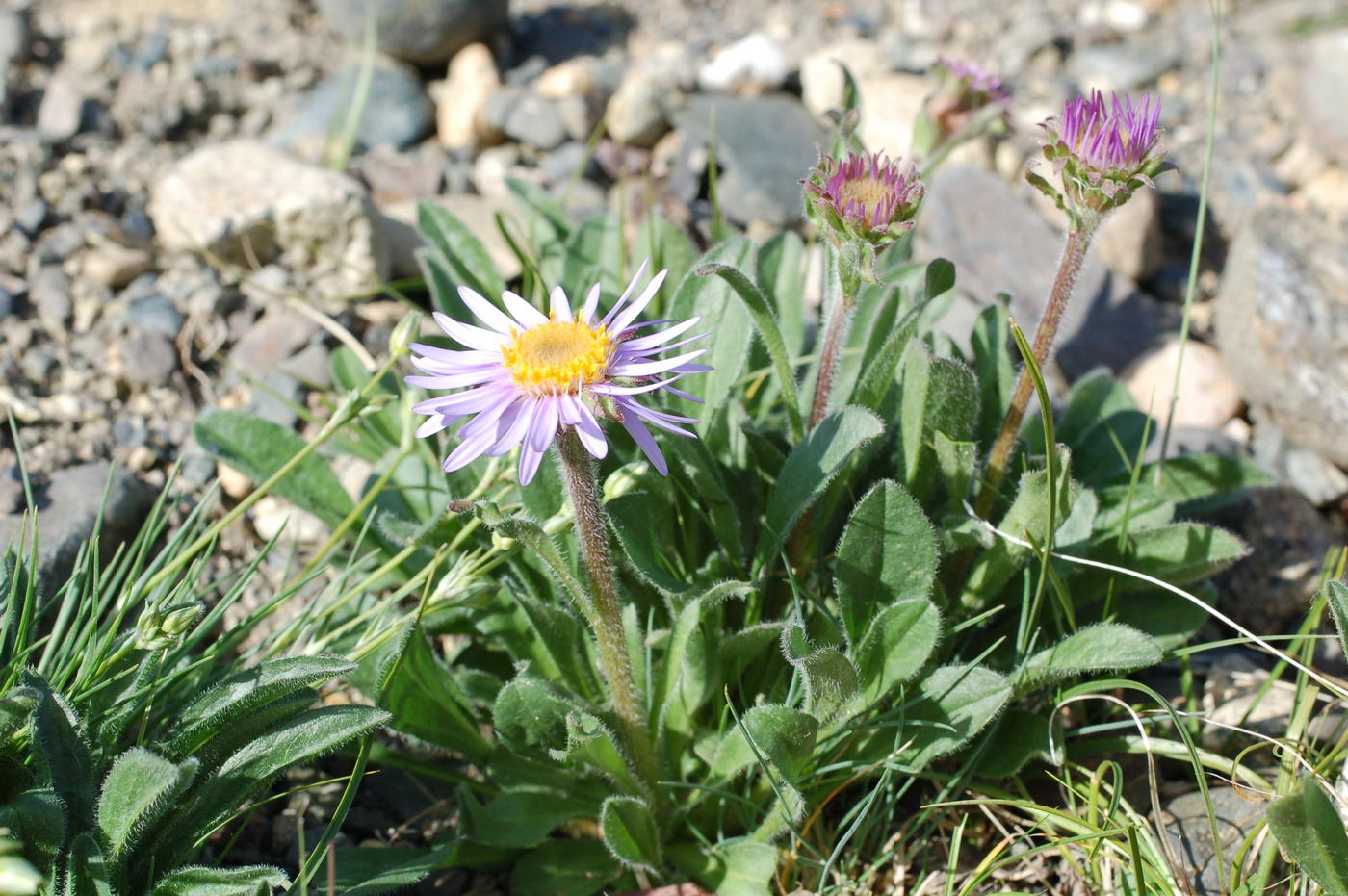 Image of Aster serpentimontanus specimen.