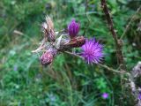 Cirsium palustre