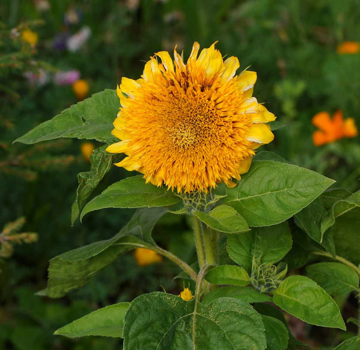 Изображение особи Helianthus annuus.