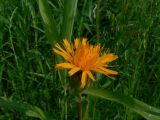 Trommsdorffia ciliata