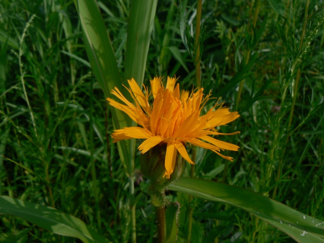 Изображение особи Trommsdorffia ciliata.