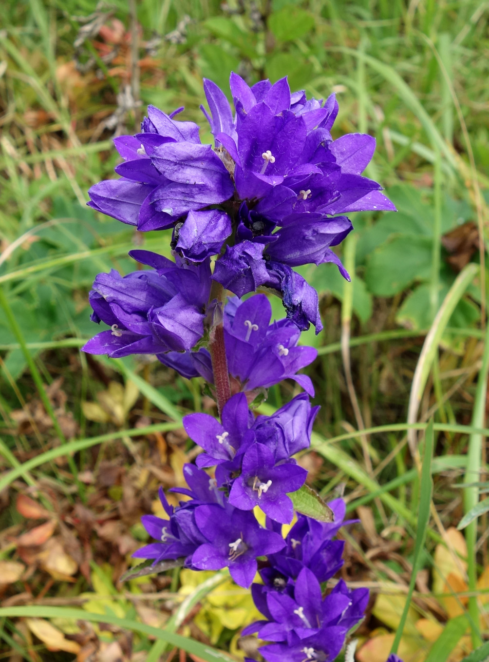 Изображение особи Campanula cephalotes.