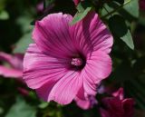 Malva trimestris