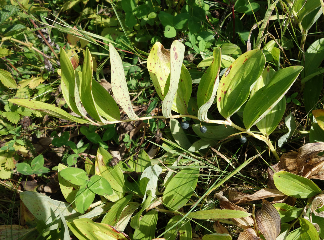 Image of Polygonatum odoratum specimen.