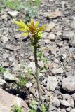 Ailanthus altissima