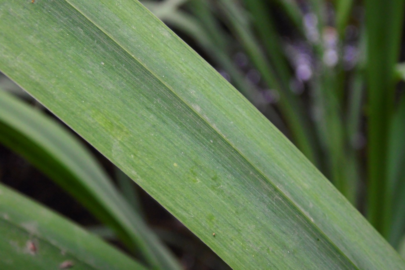 Изображение особи Iris pseudacorus.