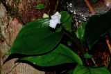 Camptandra ovata
