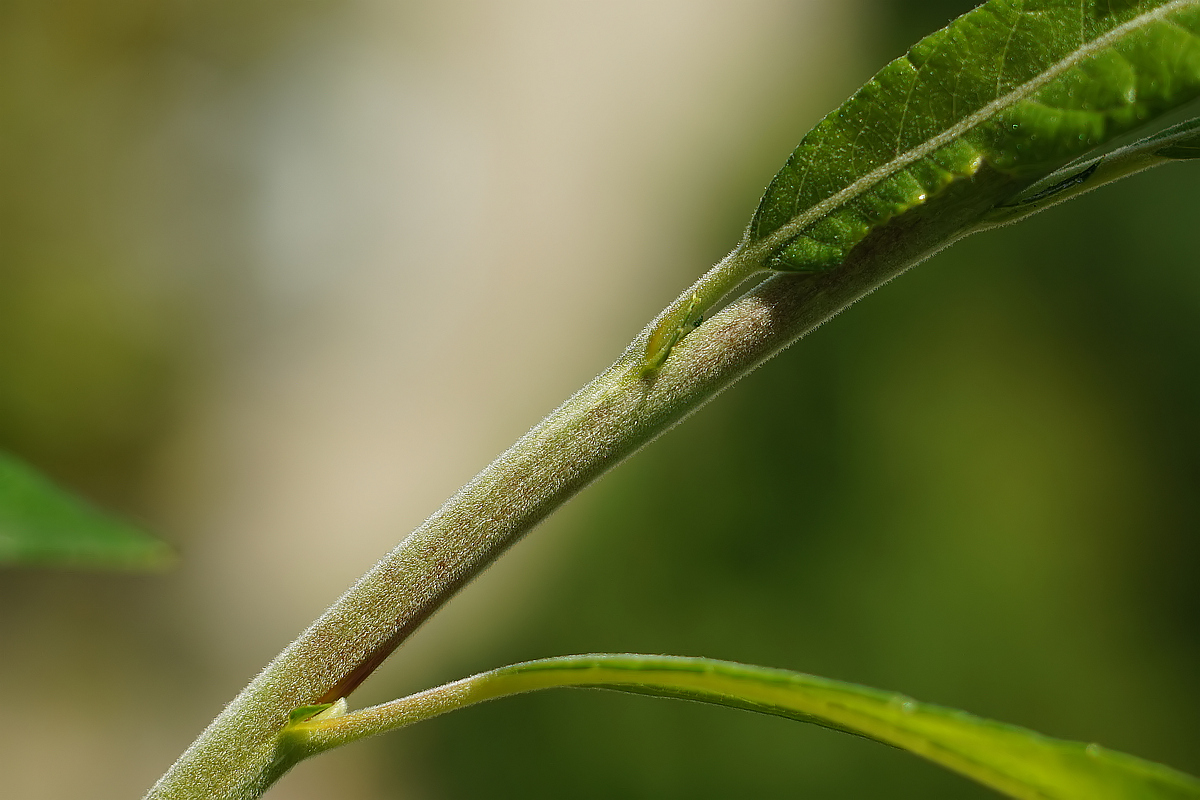 Image of Salix gmelinii specimen.