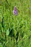 Dactylorhiza baltica. Цветущее растение. Санкт-Петербург, Фрунзенский р-н, окр. ж.-д. ст. Купчино, у насыпи железнодорожного полотна, на луговине. 13.06.2020.