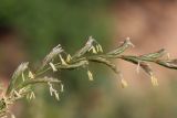 Elytrigia elongatiformis