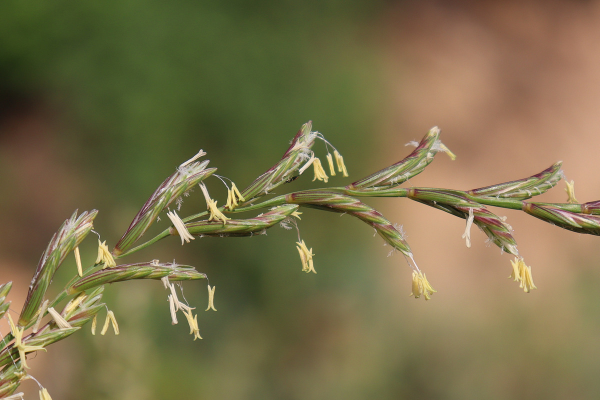 Image of Elytrigia elongatiformis specimen.