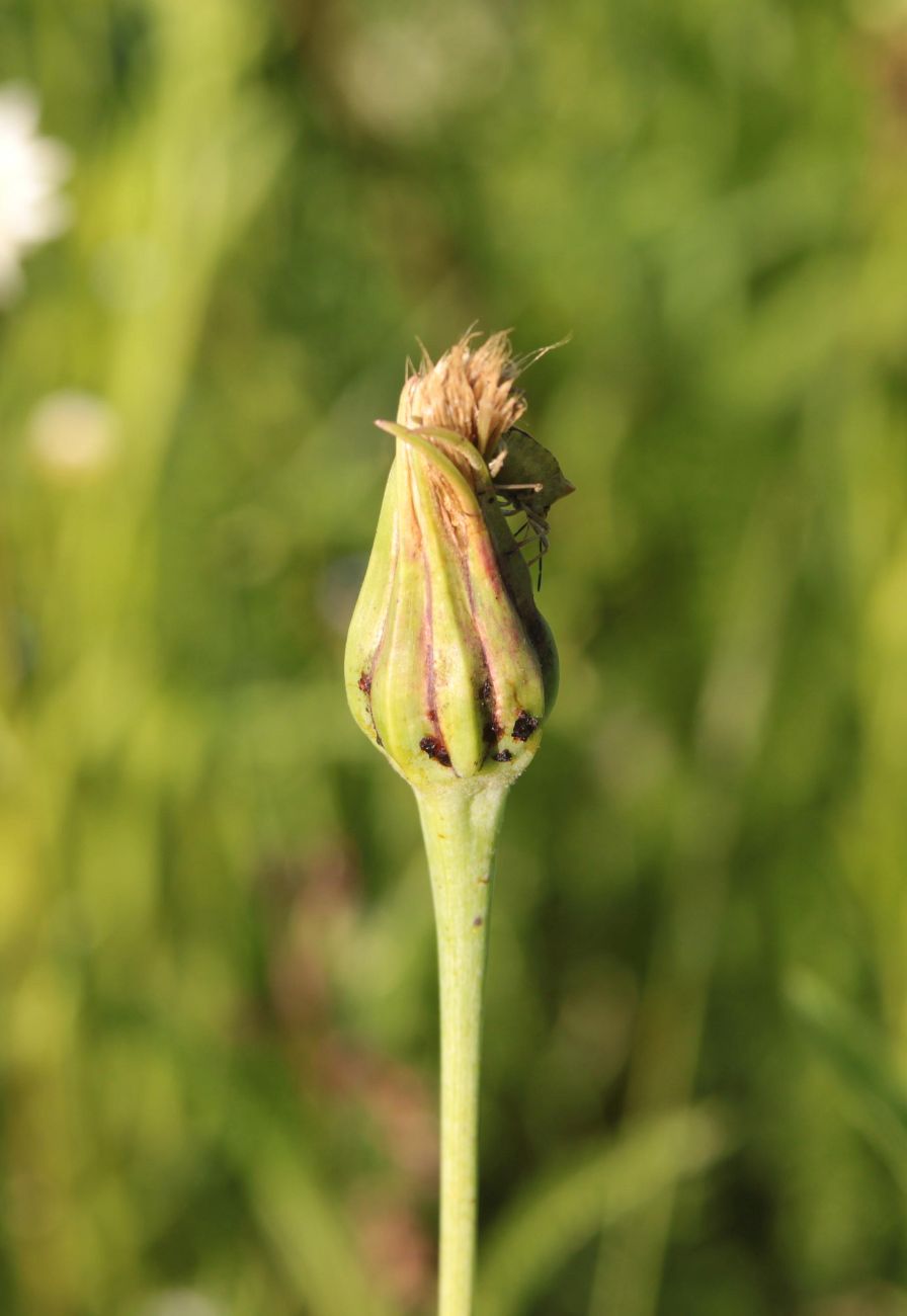 Изображение особи Tragopogon orientalis.