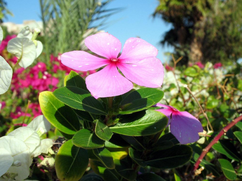 Изображение особи Catharanthus roseus.