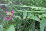 Pedicularis resupinata