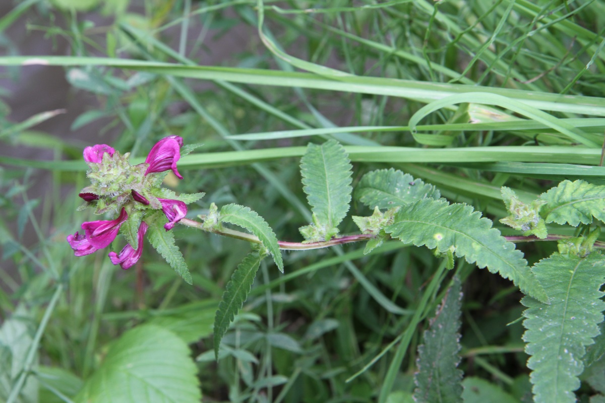 Изображение особи Pedicularis resupinata.