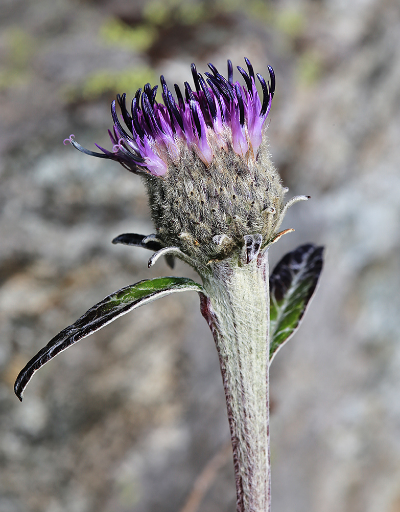 Изображение особи Saussurea porcellanea.