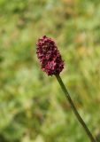 Sanguisorba officinalis. Соцветие. Республика Алтай, Онгудайский р-н, Семинский перевал, ≈ 1700 м н. у. м., луг перед опушкой кедрового леса. 27.07.2020.