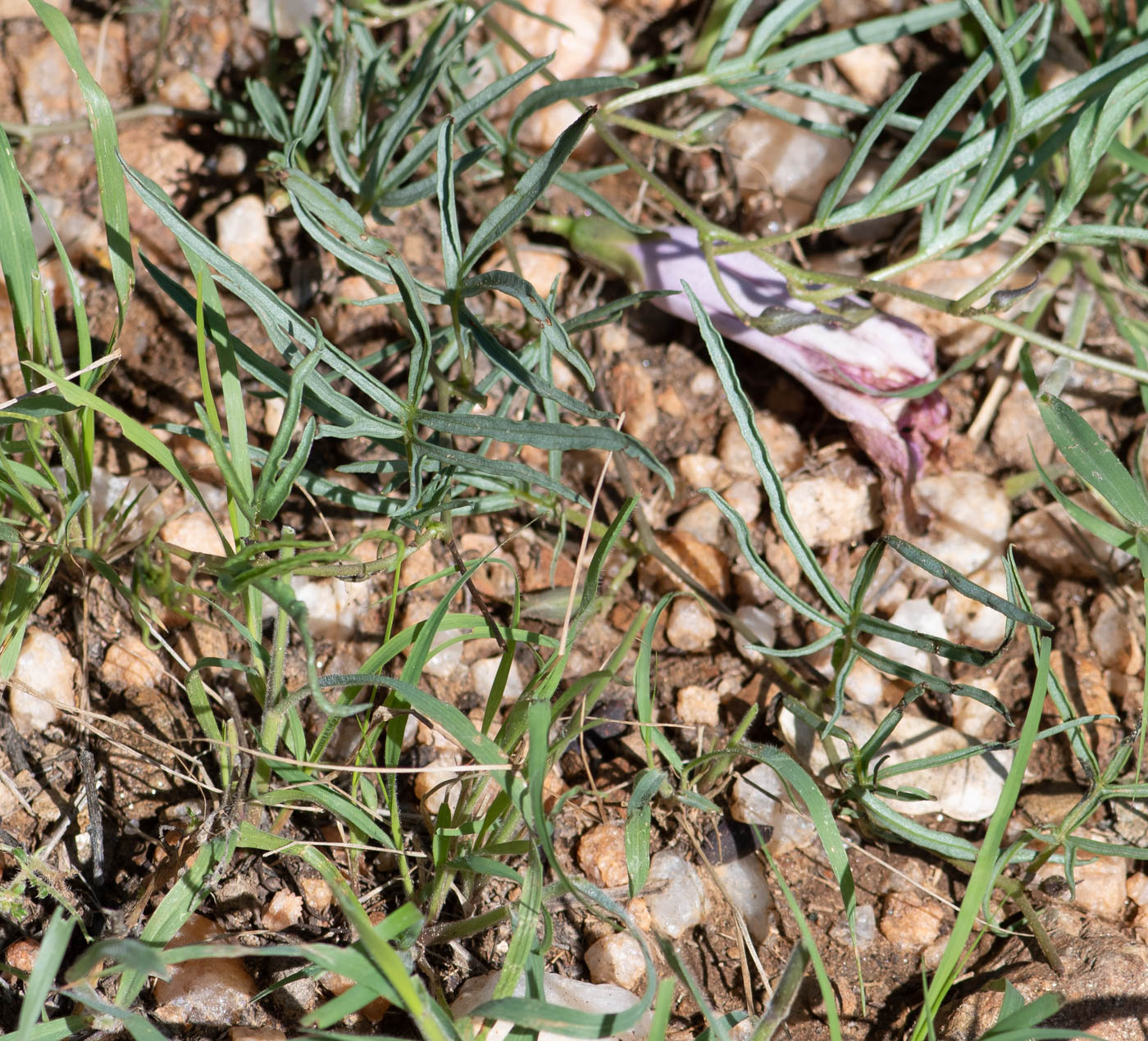 Image of Ipomoea bolusiana specimen.