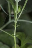 Artemisia vulgaris