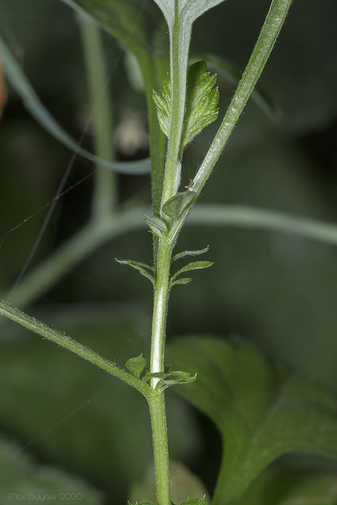 Image of Artemisia vulgaris specimen.