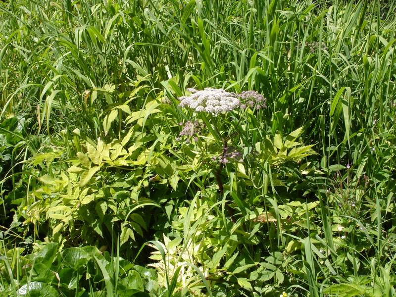 Image of Angelica genuflexa specimen.