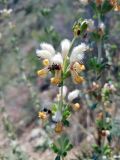 Phlomoides nuda