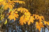 Sorbus aucuparia subspecies glabrata. Часть ветви с листьями в осенней окраске. Мурманск, Первомайский р-н, Долина Уюта, зона декоративного озеленения вдоль пешеходной дорожки. 24.09.2020.