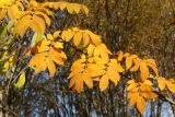 Sorbus aucuparia ssp. glabrata