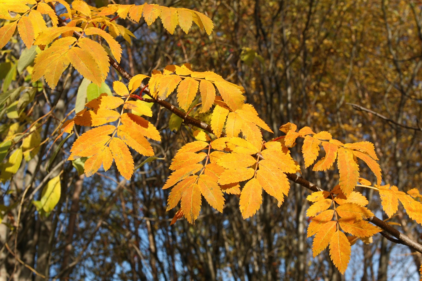 Image of Sorbus aucuparia ssp. glabrata specimen.